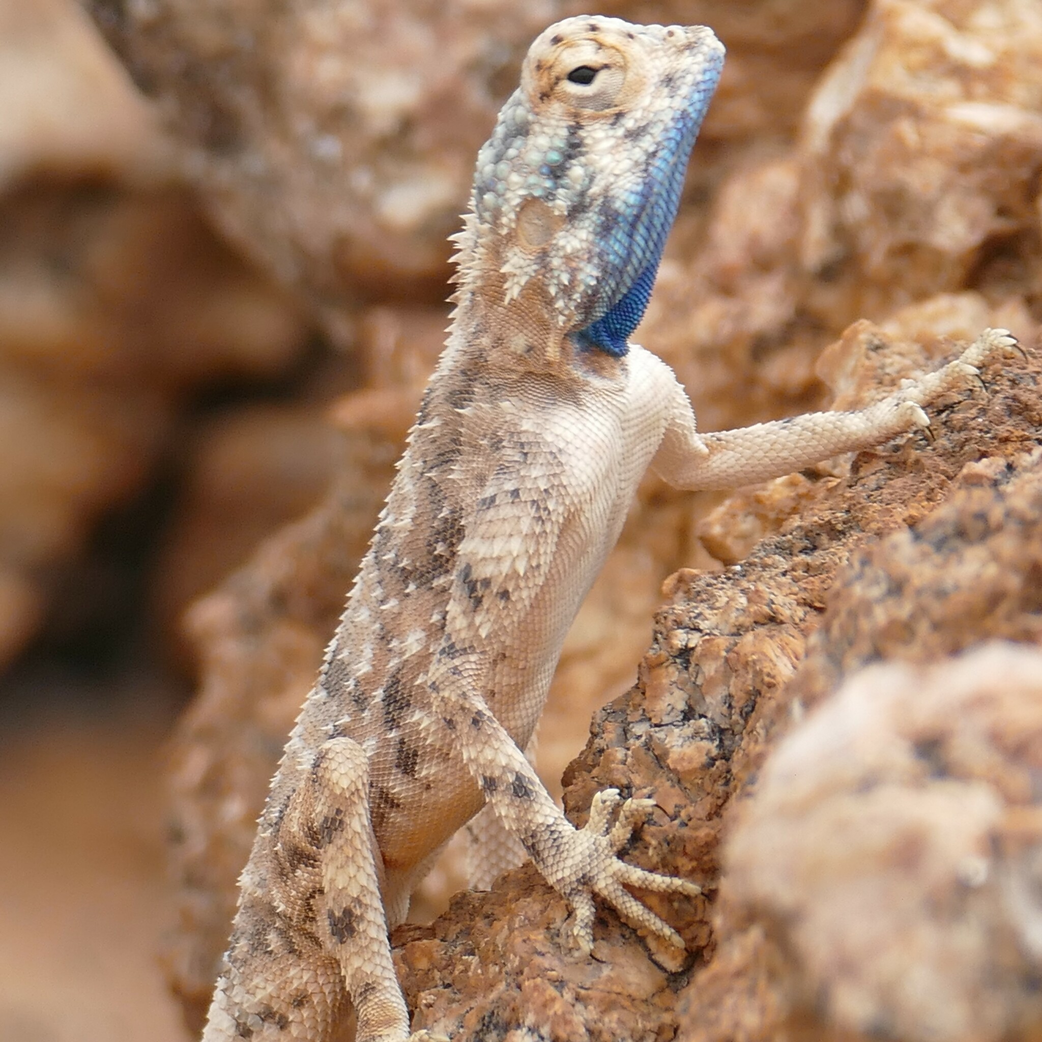 Agama anchietae Bocage, 1896