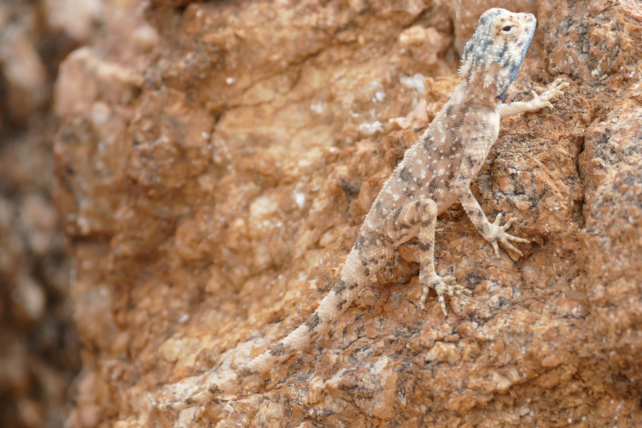 Agama anchietae Bocage, 1896