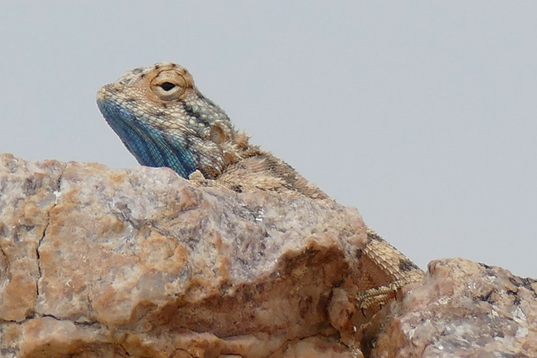 Agama anchietae Bocage, 1896