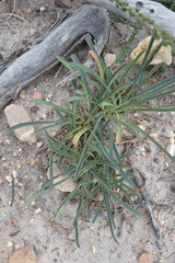 Euphorbia silenifolia