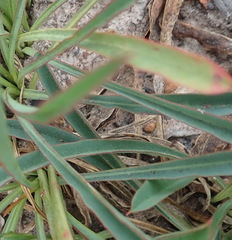 Euphorbia silenifolia