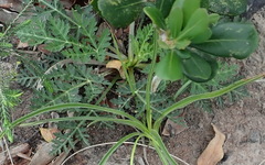 Lichtensteinia interrupta