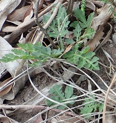 Lichtensteinia interrupta