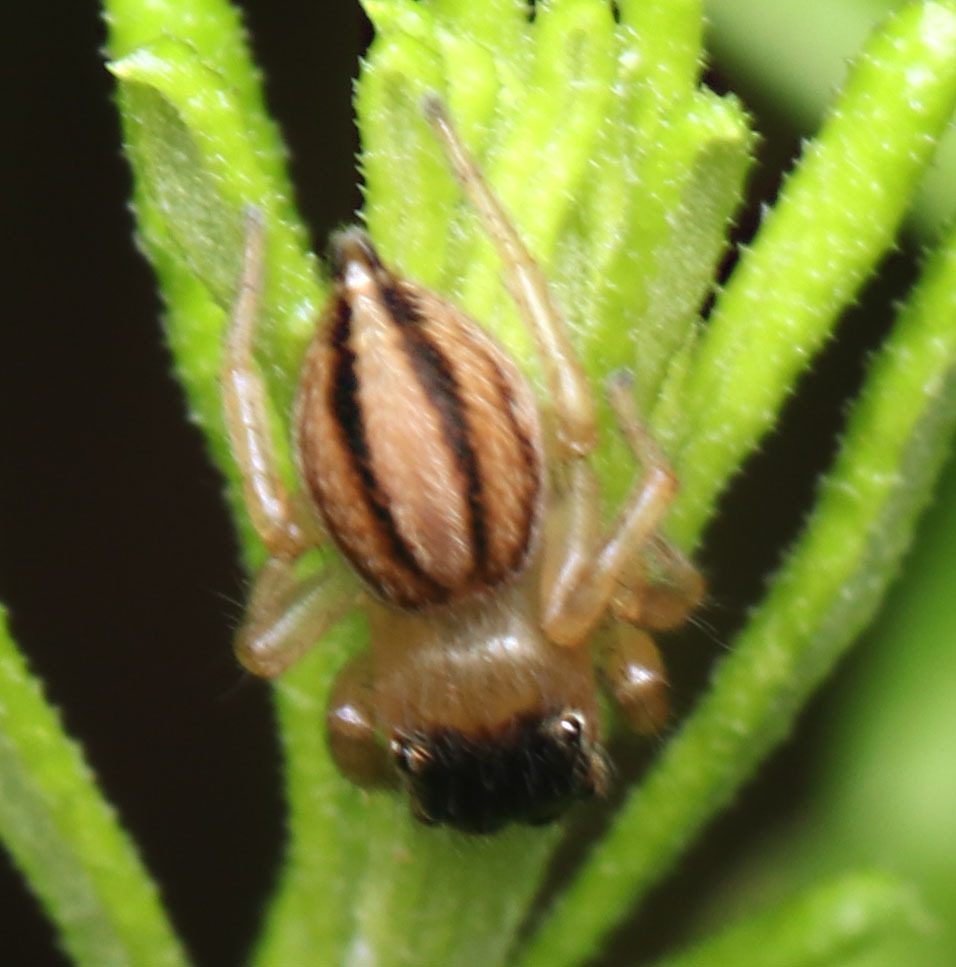White Garland House Hopper in January 2024 by juliegraham173 · iNaturalist