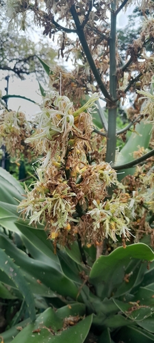 Large-leaved dragon tree (Dracaena aletriformis)