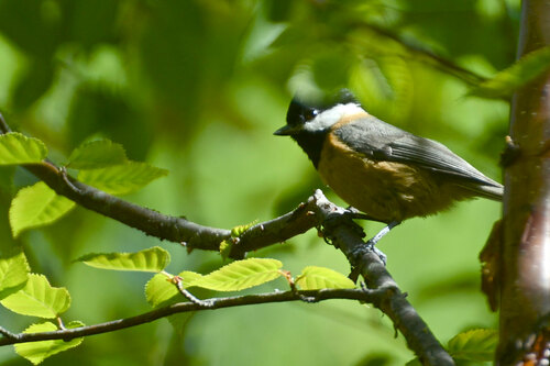 Pere David's Tit (Poecile davidi), photo 10