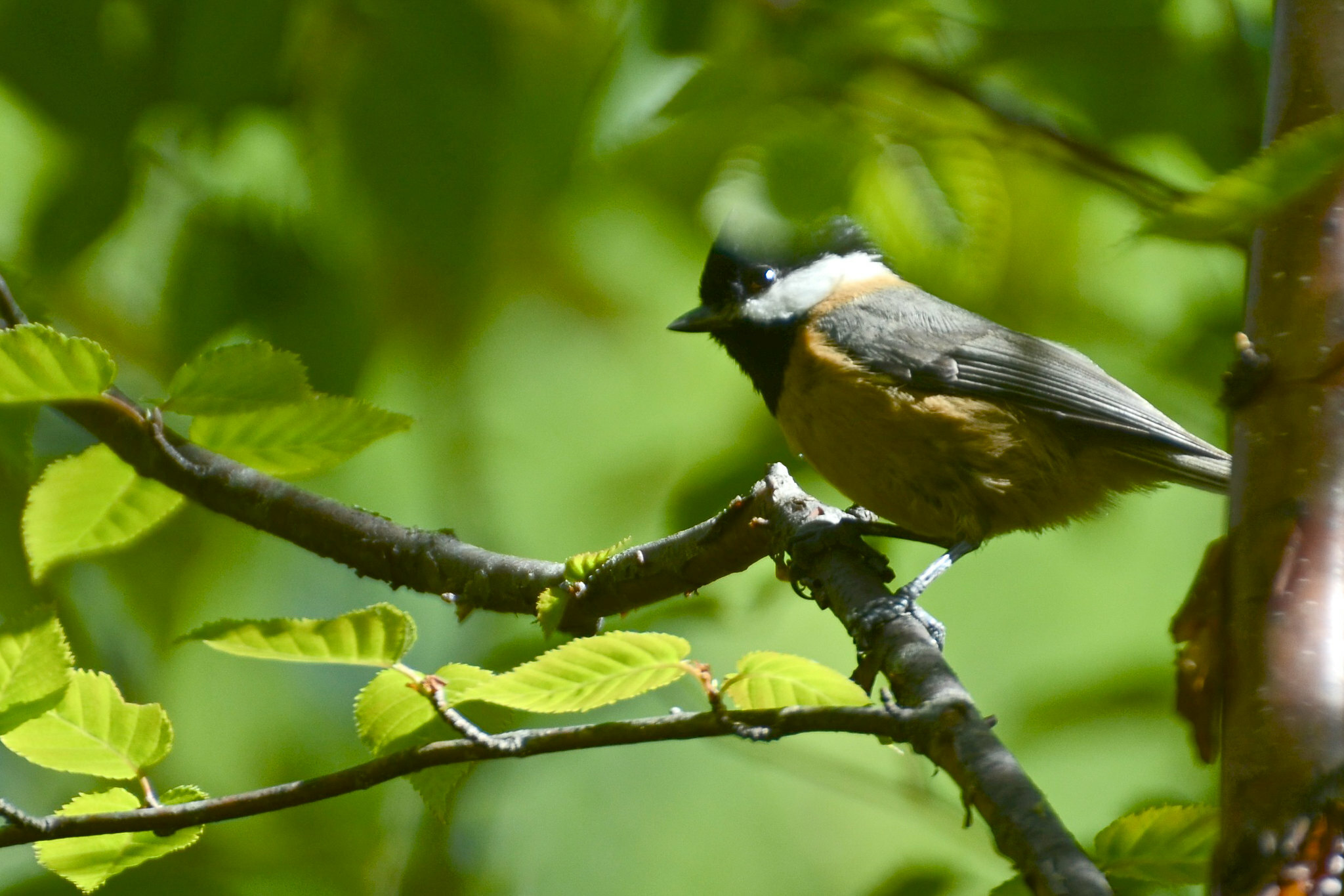 Pere David's Tit (Poecile davidi), photo 4