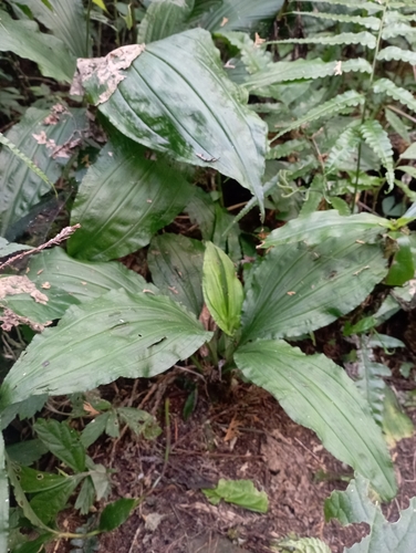 Image of Calanthe masuca by (c) jimmy, some rights reserved (CC BY)