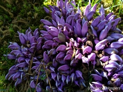 Lathraea clandestina