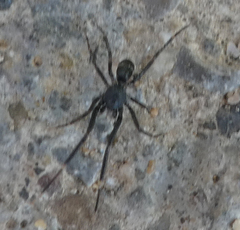 Liophrurillus flavitarsis