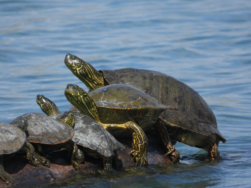 Texas Cooter in April 2021 by diomedea_exulans_li · iNaturalist