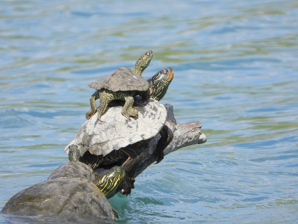 Texas Map Turtle In April 2021 By Diomedea Exulans Li · Inaturalist