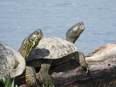 Texas Map Turtle photo 2