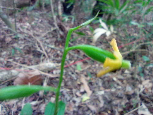 Image of Calanthe obcordata by (c) jimmy, some rights reserved (CC BY)
