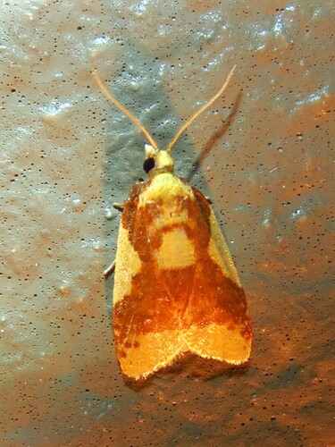 Beautiful Sparganothis photo 4