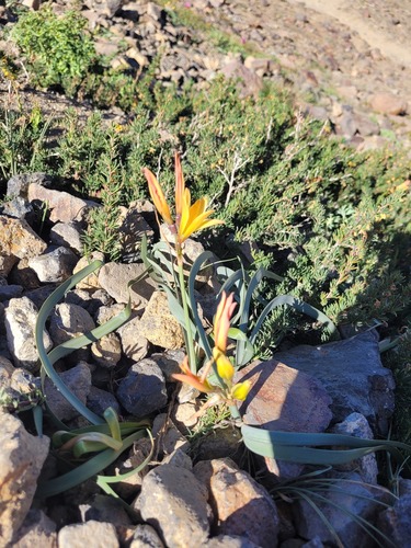 Zephyranthes araucana, photograph 2