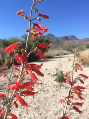 Penstemon havardii
