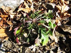 Artemisia manshurica