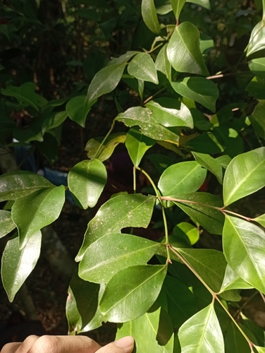 Euonymus tashiroi