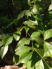 Euonymus tashiroi, photograph (c) jimmy, some rights reserved (CC BY)