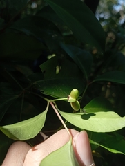 Euonymus tashiroi, photograph (c) jimmy, some rights reserved (CC BY)