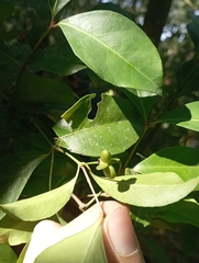 Euonymus tashiroi, photograph (c) jimmy, some rights reserved (CC BY)
