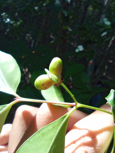 Euonymus tashiroi, photograph 4