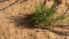 Distichlis distichophylla