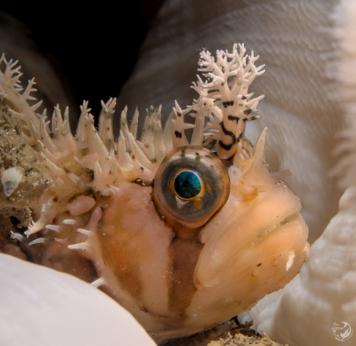 Decorated warbonnet (Chirolophis decoratus) — Stichaeidae — 2