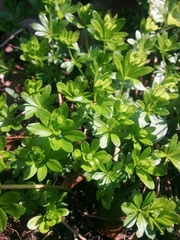 Galium odoratum