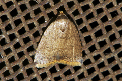 Anachrostis nigripuncta