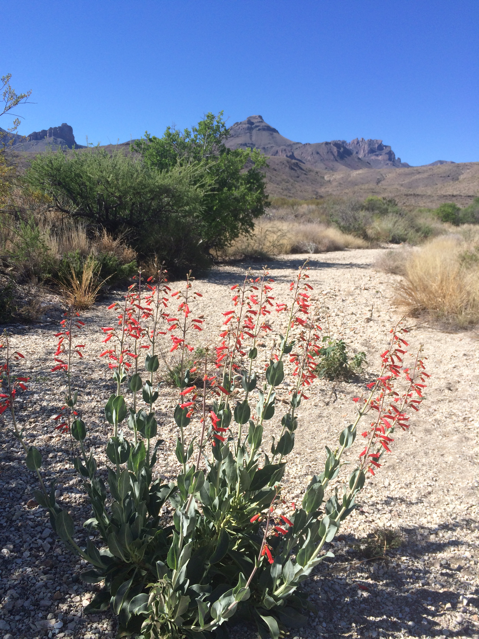 Penstemon havardii