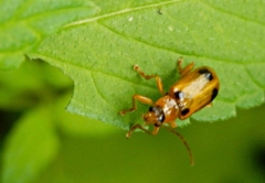 Phyllobrotica quadrimaculata