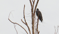 Geranoaetus albicaudatus