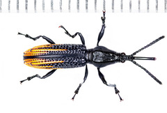 Arrhenodini