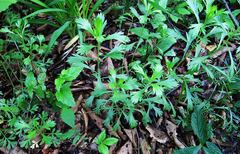 Artemisia manshurica