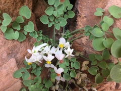 Sarcocapnos enneaphylla