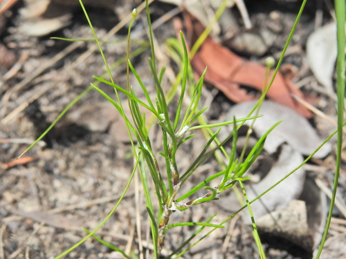 Image of Laxmannia gracilis by (c) Scott W. Gavins, some rights reserved (CC BY)