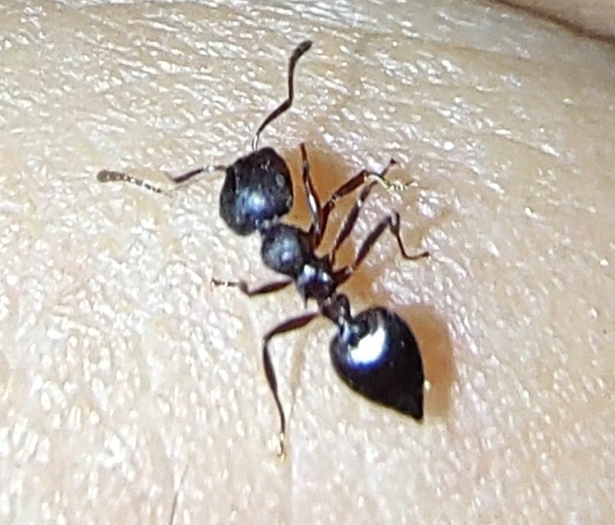 Crematogaster erecta