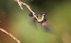 Avocettula recurvirostris
