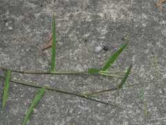 Urochloa subquadripara