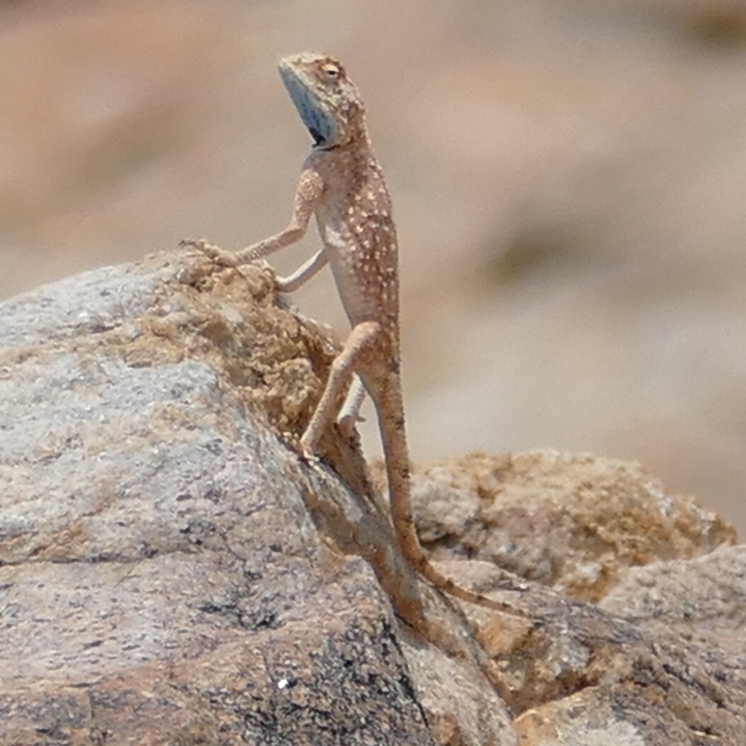Agama anchietae Bocage, 1896