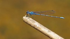 Argia insipida