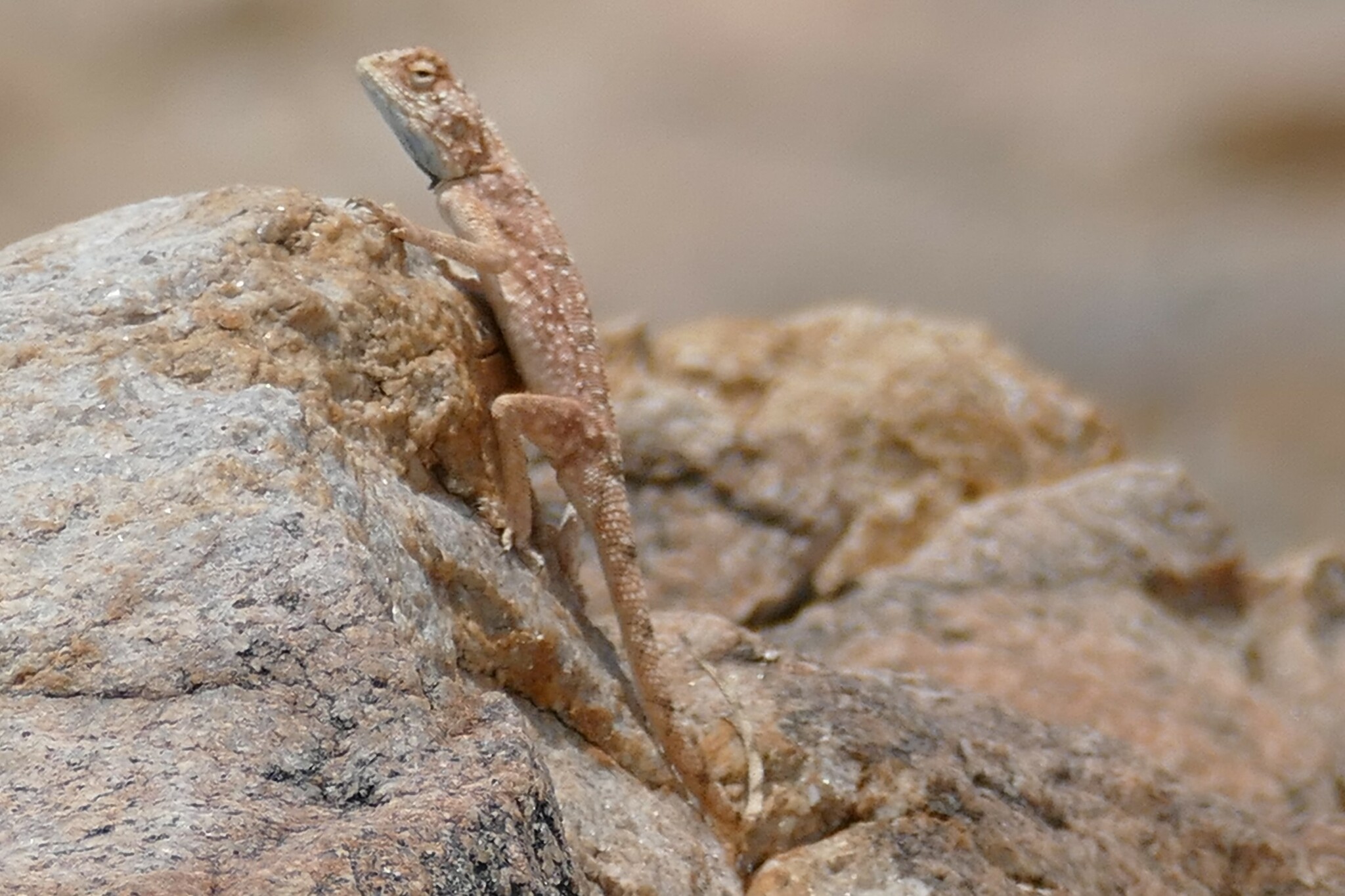 Agama anchietae Bocage, 1896