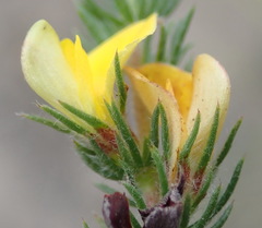 Aspalathus asparagoides