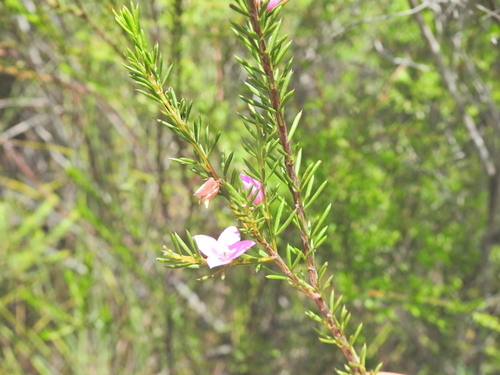 Image of Boronia falcifolia by (c) Scott W. Gavins, some rights reserved (CC BY)