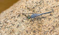 Oligoclada abbreviata