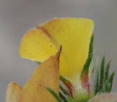 Aspalathus asparagoides