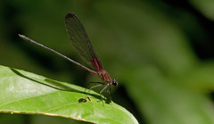 Hetaerina moribunda