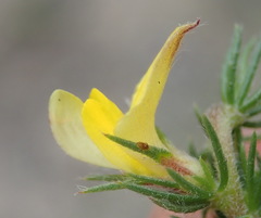 Aspalathus asparagoides